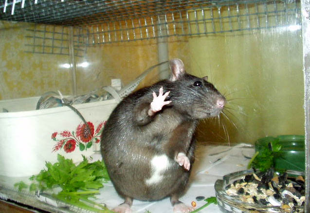 hamster - Декоративные крысы. Содержание, разведение, уход (фото, видео) I7ft03
